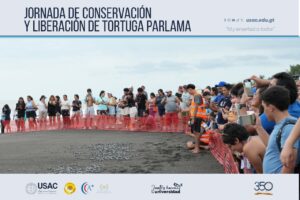 USAC impulsa acciones de conservación con la liberación de 1,278 tortugas parlama